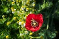 Field of bright red corn poppy flower Royalty Free Stock Photo