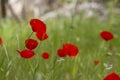 Field of bright red corn poppy flowers Royalty Free Stock Photo