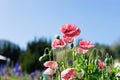 Field of bright red corn poppy flowers Royalty Free Stock Photo