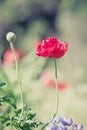 Field of bright red corn poppy flowers Royalty Free Stock Photo