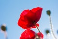 Field of bright red corn poppy flowers Royalty Free Stock Photo