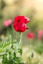 Field of bright red corn poppy flowers Royalty Free Stock Photo