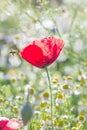 Field of bright red corn poppy flowers Royalty Free Stock Photo