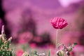 Field of bright red corn poppy flowers in spring Royalty Free Stock Photo