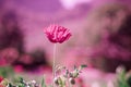 Field of bright red corn poppy flowers in spring Royalty Free Stock Photo