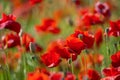 Field of bright red corn poppy flowers in summer Royalty Free Stock Photo
