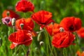 Field of bright red corn poppy flowers in summer Royalty Free Stock Photo