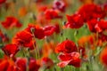 Field of bright red corn poppy flowers in summer Royalty Free Stock Photo