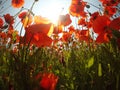 Field of bright red corn poppy flowers in summer Royalty Free Stock Photo