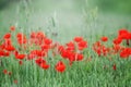 Field of bright red corn poppy flowers in summer Royalty Free Stock Photo