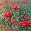 Field of bright red corn poppy flowers Royalty Free Stock Photo