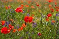 Field of bright red corn poppy flowers Royalty Free Stock Photo