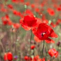 Field of bright red corn poppy flowers Royalty Free Stock Photo