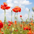 Field of bright red corn poppy flowers Royalty Free Stock Photo