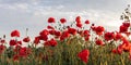 Field of bright red corn poppy flowers in summer with dramatic clouds Royalty Free Stock Photo