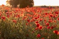 Field of bright red corn poppy flowers in summer with dramatic clouds Royalty Free Stock Photo