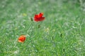 Field of bright red corn poppy flowers in summer Royalty Free Stock Photo