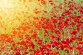 Field of bright red corn poppy flowers in summer Royalty Free Stock Photo