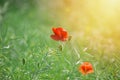 Field of bright red corn poppy flowers in summer Royalty Free Stock Photo