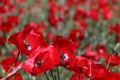 Field of bright red corn poppy flowers in summer Royalty Free Stock Photo