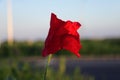 Field of bright red corn poppy flowers in summer Royalty Free Stock Photo