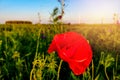 Field of bright red corn poppy flowers in summer Royalty Free Stock Photo