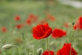 Field of bright red corn poppy flowers in summer. Papaver rhoeas Royalty Free Stock Photo