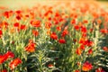 Field of bright red corn poppy flowers in summer. Selective focus. Royalty Free Stock Photo