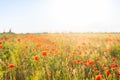 Field of bright red corn poppy flowers in summer. Selective focus. Royalty Free Stock Photo