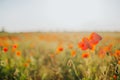 Field of bright red corn poppy flowers in summer. Selective focus Royalty Free Stock Photo
