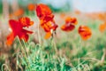 Field of bright red corn poppy flowers in summer. Selective focus Royalty Free Stock Photo