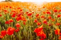 Field of bright red corn poppy flowers in summer. Selective focus. Royalty Free Stock Photo