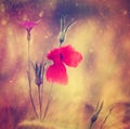 A field of bright, red poppies illuminated by the afternoon sunshine Royalty Free Stock Photo