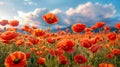 A field of bright red poppies under blue sky