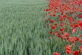 Field of bright red poppies and wheat Royalty Free Stock Photo