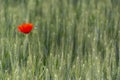 Field of bright red poppies and wheat Royalty Free Stock Photo