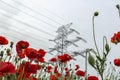 Field of bright red poppies and wheat on a sunny day. High voltage power lines Royalty Free Stock Photo