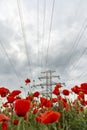 Field of bright red poppies and wheat on a sunny day. High voltage power lines Royalty Free Stock Photo