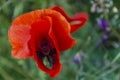 Field of bright red poppies and wheat on a sunny day. Royalty Free Stock Photo