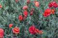 Field of bright red poppies and wheat on a sunny day. Royalty Free Stock Photo