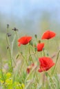 Field of bright red poppy flowers Royalty Free Stock Photo