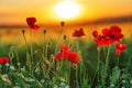 Field of bright red poppy flowers in summer Royalty Free Stock Photo