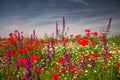 Field of bright red poppy flowers in summer Royalty Free Stock Photo