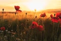 Field of bright red poppy flowers in summer Royalty Free Stock Photo