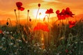 Field of bright red poppy flowers. Summer sunset outdoor Royalty Free Stock Photo