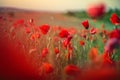 Field of bright red poppy flowers in summer Royalty Free Stock Photo