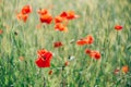 Field of bright red poppy flowers. Summer time. Background with copy space. Blooming poppies garden. Colorful meadow Royalty Free Stock Photo