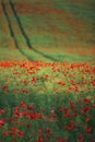 Field of bright red poppy flowers in the sunny summer day Royalty Free Stock Photo