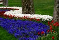 Field of bright red and white tulips with blue flowers in GÃÂ¼lhane Park in Istanbul, Turkey Royalty Free Stock Photo