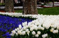 Bright red and white tulips with blue flowers in GÃÂ¼lhane Park in Istanbul, Turkey Royalty Free Stock Photo